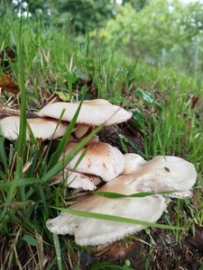 Sobre mi Hongos creciendo entre el pasto en un entorno natural