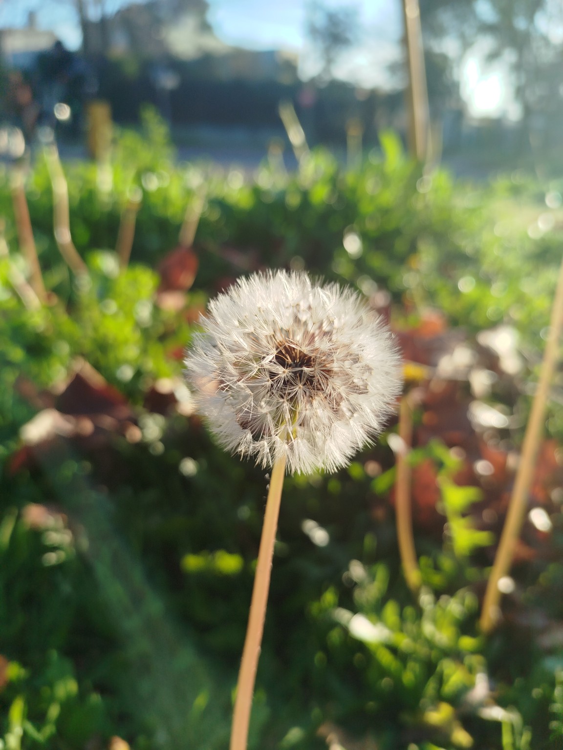 Diente de león a contraluz